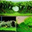 Aquarium Plant Seeds Fish Tank Aquatic Water Grass Foreground Easy Plants Carousel 10