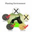 Aquarium Plant Seeds Fish Tank Aquatic Water Grass Foreground Easy Plants Carousel 13