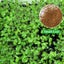 Aquarium Plant Seeds Fish Tank Aquatic Water Grass Foreground Easy Plants Carousel 14