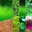 Aquarium Plant Seeds Fish Tank Aquatic Water Grass Foreground Easy Plants Carousel 15