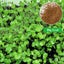 Aquarium Plant Seeds Fish Tank Aquatic Water Grass Foreground Easy Plants Carousel 16