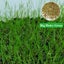 Aquarium Plant Seeds Fish Tank Aquatic Water Grass Foreground Easy Plants Carousel 17