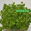 Aquarium Plant Seeds Fish Tank Aquatic Water Grass Foreground Easy Plants Carousel 18