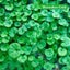 Aquarium Plant Seeds Fish Tank Aquatic Water Grass Foreground Easy Plants Carousel 19