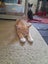 Brave Paws Cat Rescue - Kitten - Spencer Carousel 4