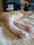 Brave Paws Cat Rescue - Kitten - Spencer Carousel 12