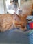 Brave Paws Cat Rescue - Kitten - Spencer Carousel 6