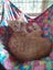 Brave Paws Cat Rescue - Kitten Pair - Mittens & Spencer Carousel 10
