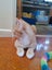 Brave Paws Cat Rescue - Kitten - Spencer Carousel 10