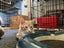 Brave Paws Cat Rescue - Kitten - Spencer Carousel 11