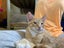 Brave Paws Cat Rescue - Kitten - Spencer Carousel 7