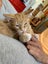 Brave Paws Cat Rescue - Kitten - Spencer Carousel 3