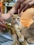 Brave Paws Cat Rescue - Kitten - Spencer Carousel 5