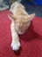 Brave Paws Cat Rescue - Kitten - Spencer Carousel 9