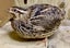 Quail Eggs - Fertile Carousel 1