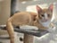 Confident & Playful Ginger Tabby Kitten – Ready for Adoption! PAWSITIVE RESCUE Carousel 2