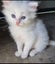 Mix ragdoll kittens Carousel 13