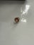 9ct Gold Cameo Ring Antique Carousel 11