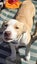 Cheese - KTown Community Animal Welfare Society Carousel 3
