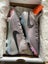 Nike Phantom Luna II Elite FG AS with bag Carousel 1