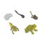 Safari Ltd. Life Cycle of a Frog Figurine Set - Miniature Educational Biology To Carousel 2