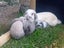 Adorable Purebred Minilop Babies - Ready May Carousel 2