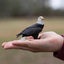 Safari Ltd. Bald Eagle Figurine - Realistic 2.4" Bird Figure - Educational Toy f Carousel 2