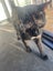 Bunny needs a new home Carousel 4