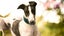 Meet River (More Proof) – Your Charming Adventure Buddy Carousel 9