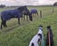 Meet River (More Proof) – Your Charming Adventure Buddy Carousel 14