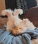 Angora Bunnies Carousel 2