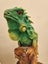 Iguana ornament Carousel 3