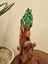 Iguana ornament Carousel 6