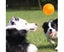 Set of 2 Pcs Pet Dog Squeaky Toys Spiky Dog Balls Cleaning Teeth Chewing To Carousel 2