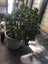 Large Jade Plant (Money Plant) Carousel 1