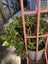 Large Jade Plant (Money Plant) Carousel 2