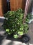 Large Jade Plant (Money Plant) Carousel 3