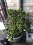 Large Jade Plant (Money Plant) Carousel 4