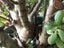 Large Jade Plant (Money Plant) Carousel 5