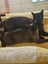 Lost Burmese dark brown small female cat from Waiheke Island 26th Feb 2025 Carousel 1