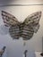 Butterfly Jeff Thomson Carousel 2