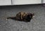 THE STREET CAT PROJECT - REHOME CLEO & LEO - AVAILABLE FOR ADOPTION Carousel 3