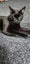 THE STREET CAT PROJECT - REHOME CLEO & LEO - AVAILABLE FOR ADOPTION Carousel 4