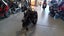 E Rider Trail Tracker Electric Folding Bike 1000w Carousel 15