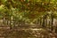 gallery view thumbnail