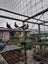 Pigeons, father= Homer pigeon mother= Helmit pigeon, + 3 babies Carousel 1