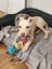 Sheldon Rescue Dog - CDRRNZ Carousel 2