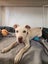 Sheldon Rescue Dog - CDRRNZ Carousel 3