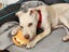 Sheldon Rescue Dog - CDRRNZ Carousel 1