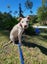 Sheldon Rescue Dog - CDRRNZ Carousel 4